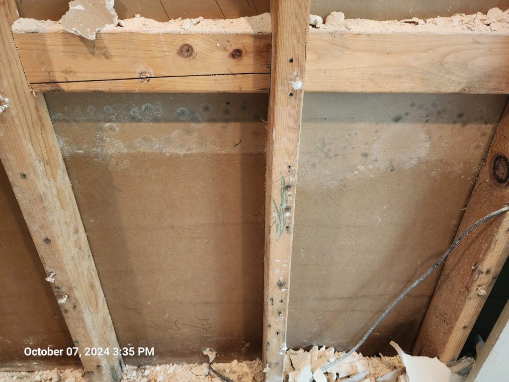 mold after water damage